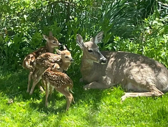 Rare Triplet Fawns Born In Milkaukee Backyard